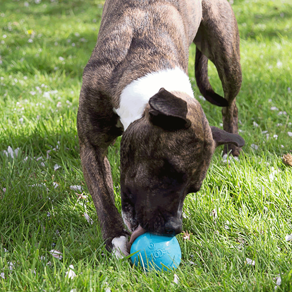 Bild: BeCo Pets Hundeball BeCo Ball blau