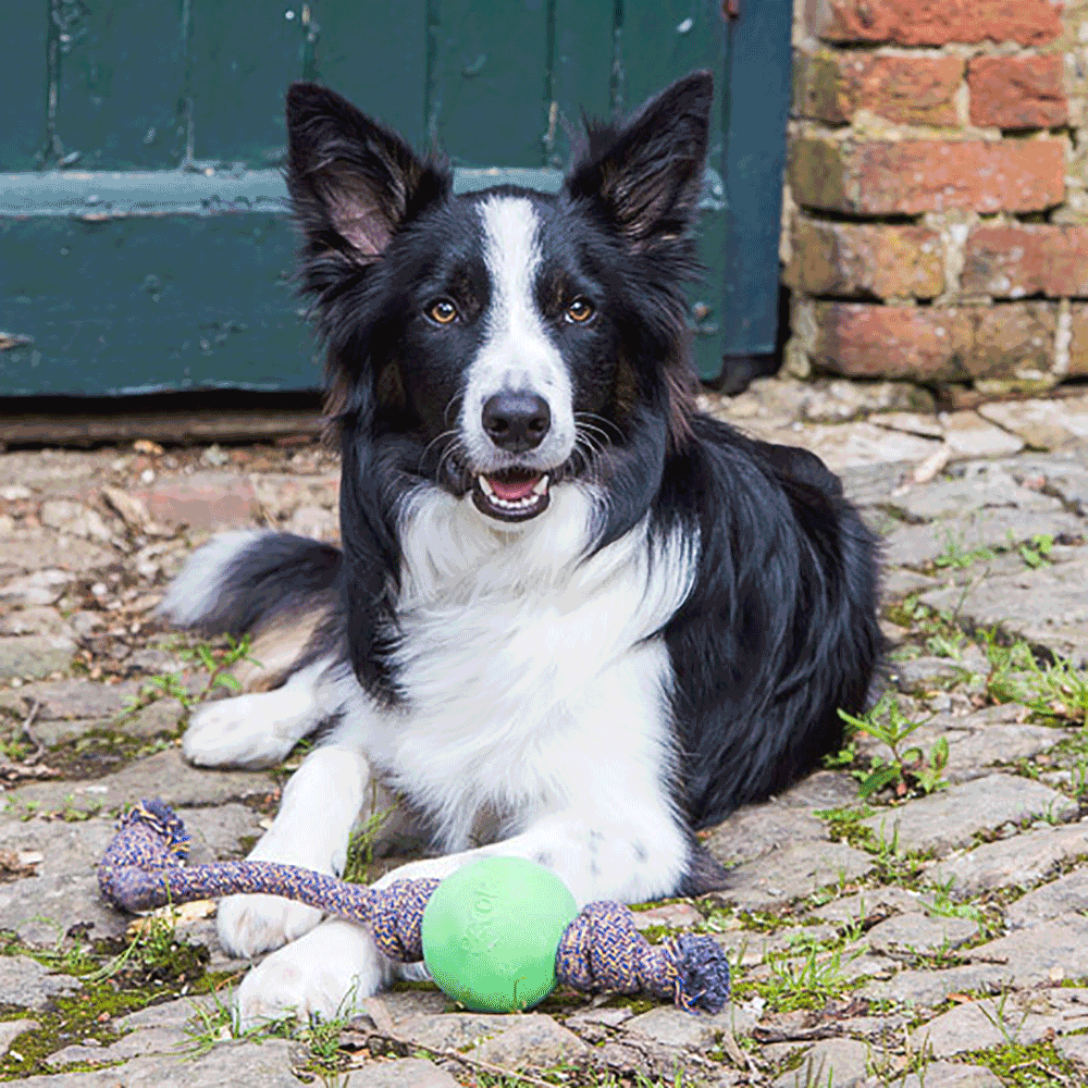 Bild: BeCo Pets Hundeball BeCo Ball mit Seil grün